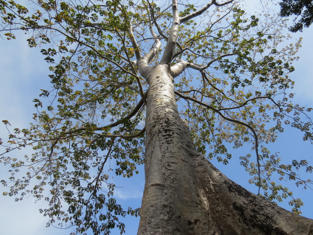 Tronc arbre